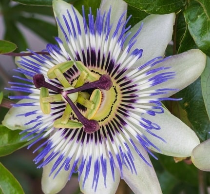 The best Exotic Flower growing in the United States