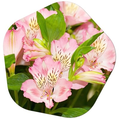 What country is Alstroemeria from?