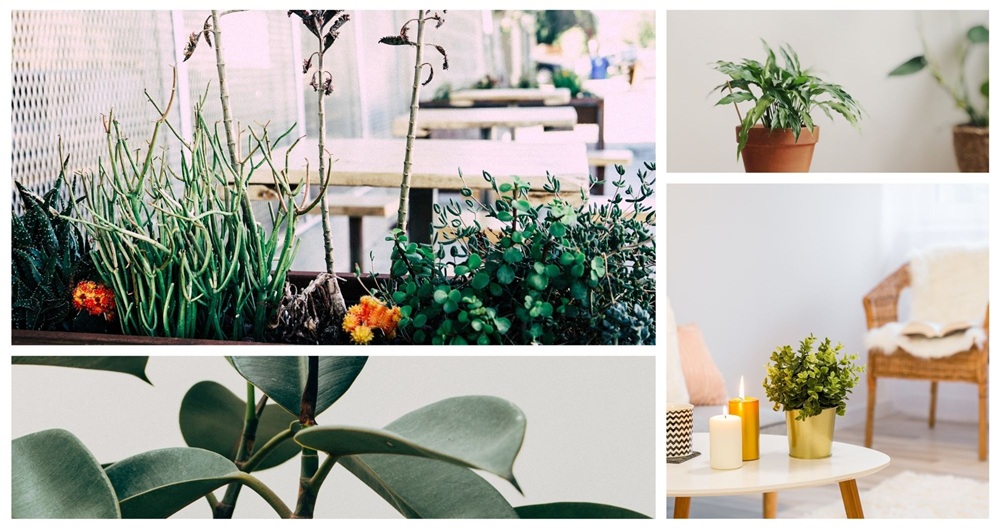 How do I take care of my indoor plants Houseplant Care