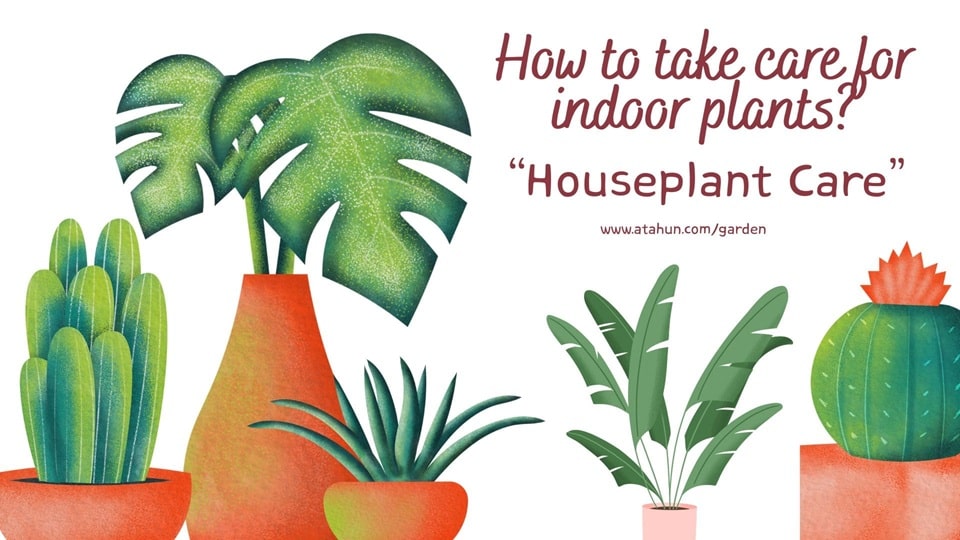 How to care for houseplants?