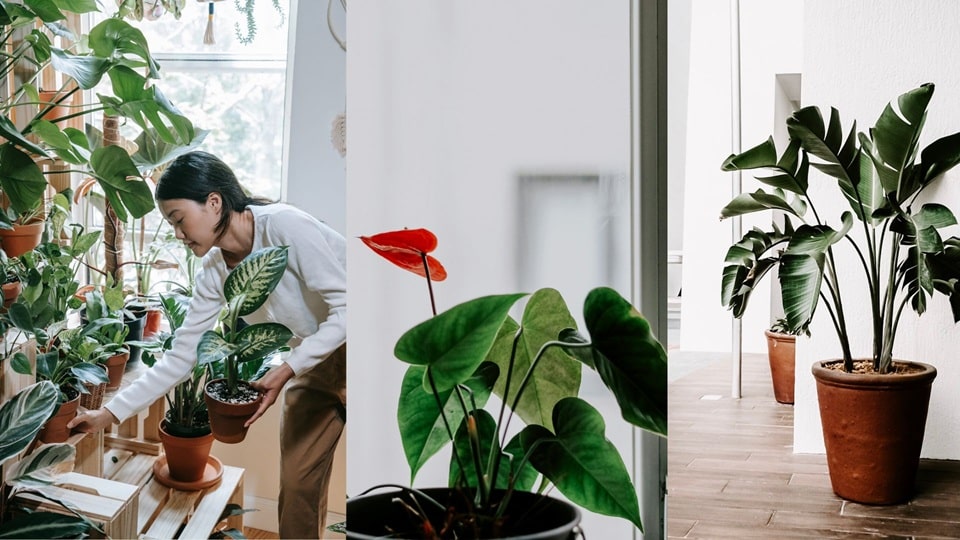 How to take care of a new houseplant