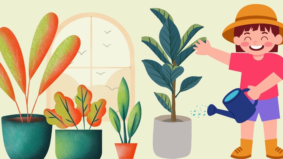 Information about houseplant care