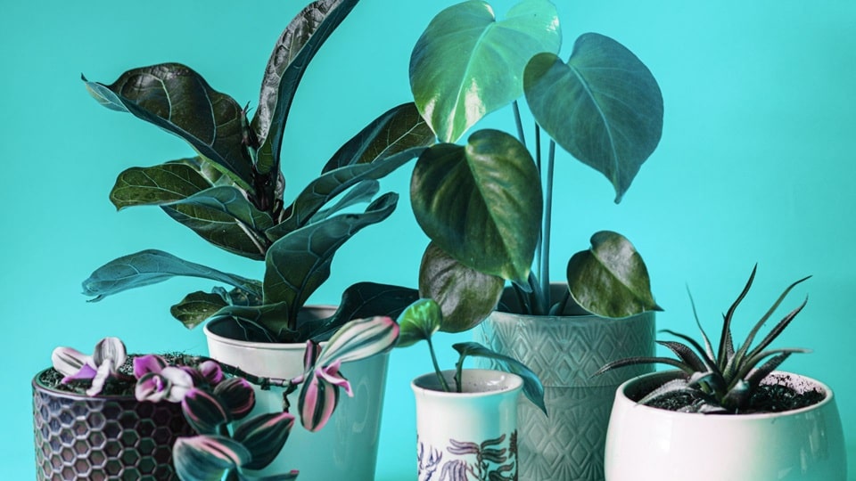 What do you need for indoor plants