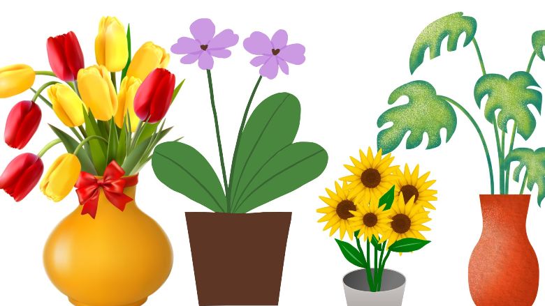 How to take care for indoor plants?