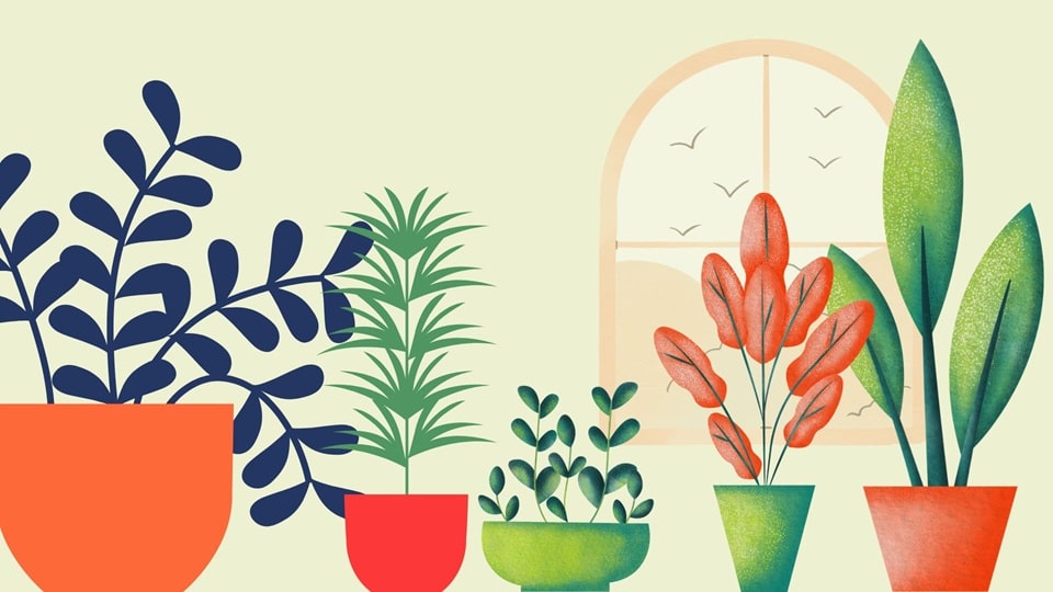 watering indoor plants