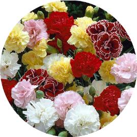 Anneler günü gönderilecek çiçek isimleri listesi, Anneme hangi tür çiçekleri gönermeliyim, Anneye özel çiçek türleri
