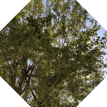 Giresun’da Yetişen Ağaç Çeşitleri