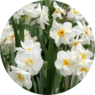 İzmir çiçeği