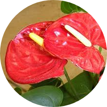 Kırmızı yapraklı çiçek resmi