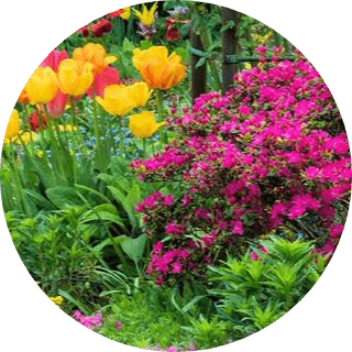 Mevsimlik çiçek bakımı