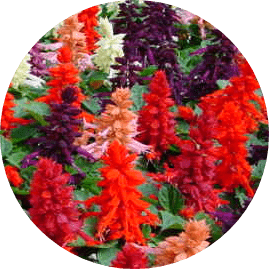 Ateş Çiçeği (Salvia) yetiştirme