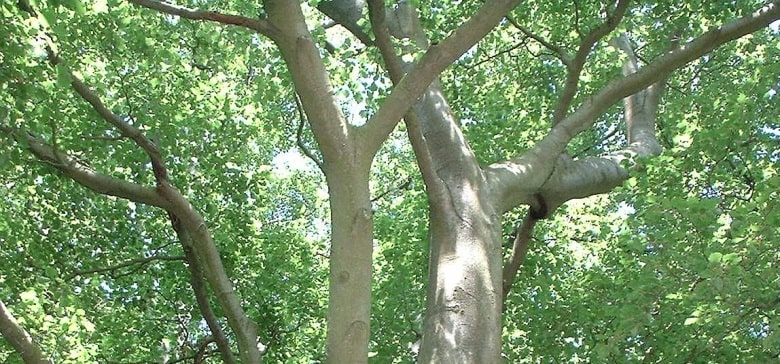 izmit kocaeli ağaçları