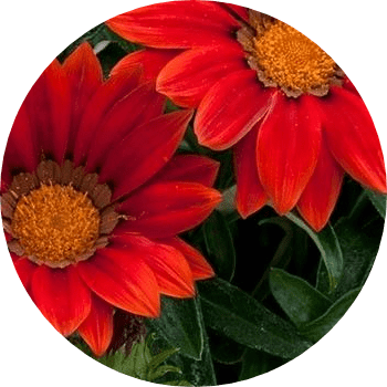 Koyungözü (Gazania – gazanya) Çiçeği