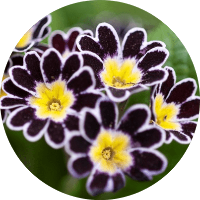 mevsimlik çiçek türleri