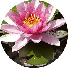 nilüfer çiçeği resmi
