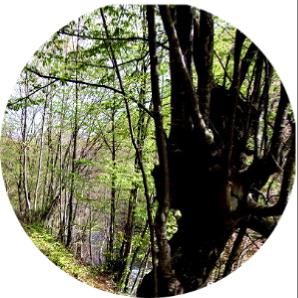 Yalova’da yetişen ağaç türleri nedir?