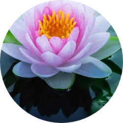 Lotus nilüfer çiçeği