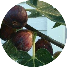 incir ağacı meyvesi