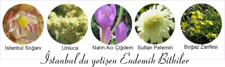 istanbulda yetişen endemik bitki resimleri
