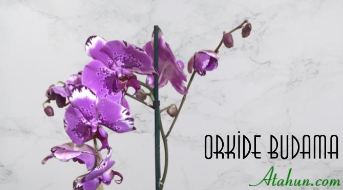 orkide budama
