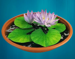 saksıda lotus