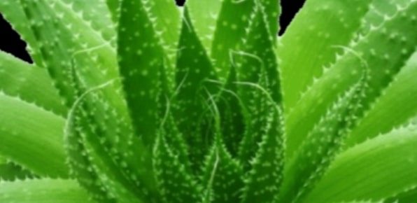 Aloe vera bitkisi nedir? Aloe vera bitkisinin faydaları nelerdir?