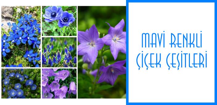 mavi renkli çiçek çeşitleri