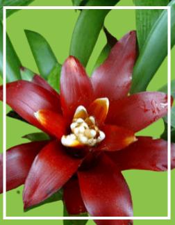 Guzmania lingulata yıldız çiçeği