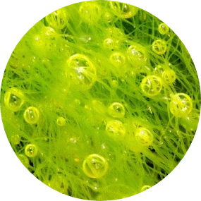 su bitkileri zararlıları