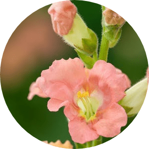 Antirrhinum majus aslanağzı çiçeği nedir