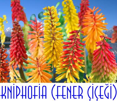 Kniphofia (Fener çiçeği)