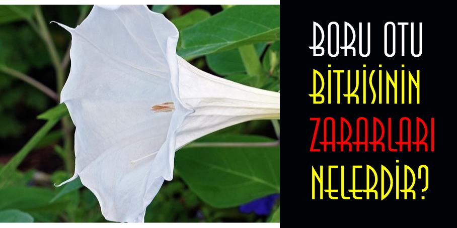 boru otu bitkisinin zararları nelerdir