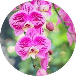 orkide çiçeği çeşitleri isim listesi