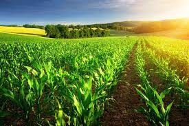 Tarım ürünleri iklimin etkisi altında mıdır