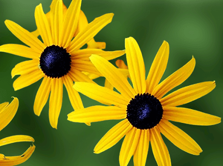 America’s 15 Native Wildflowers
