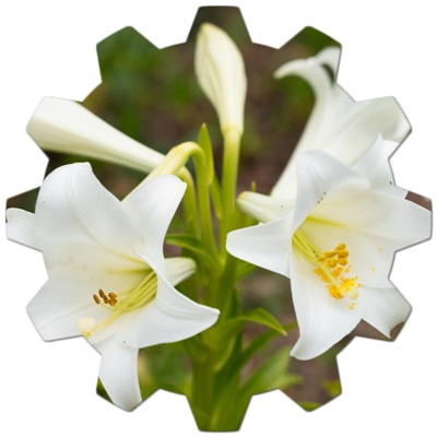 beyaz çiçek açan bitki adları