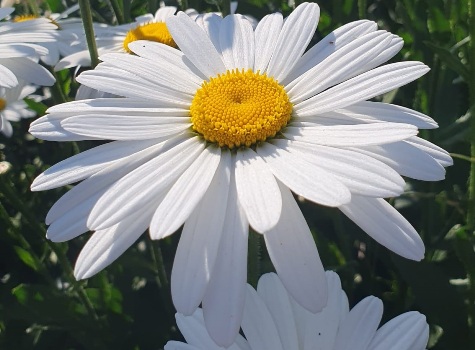 beyaz renkli çiçekler