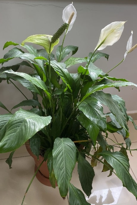 adan zye saksı çiçekli saksı bitkileri (1)