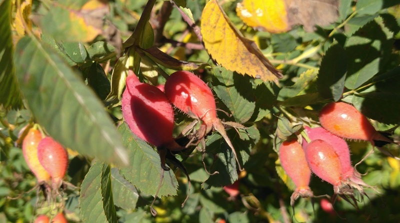 Kuşburnu Çayının Faydaları | Doğal Kuşburnu Yararları