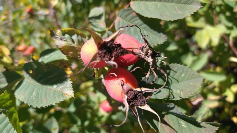 Kuşburnu hangi hastalıklara iyi gelir? Kuşburnu'da B12 var mı?