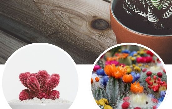 adan zye kaktüs çeşitleri