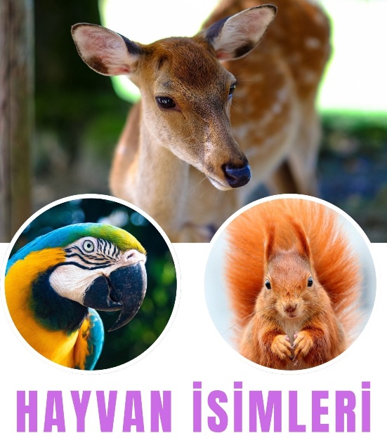 bütün hayvanların isimleri