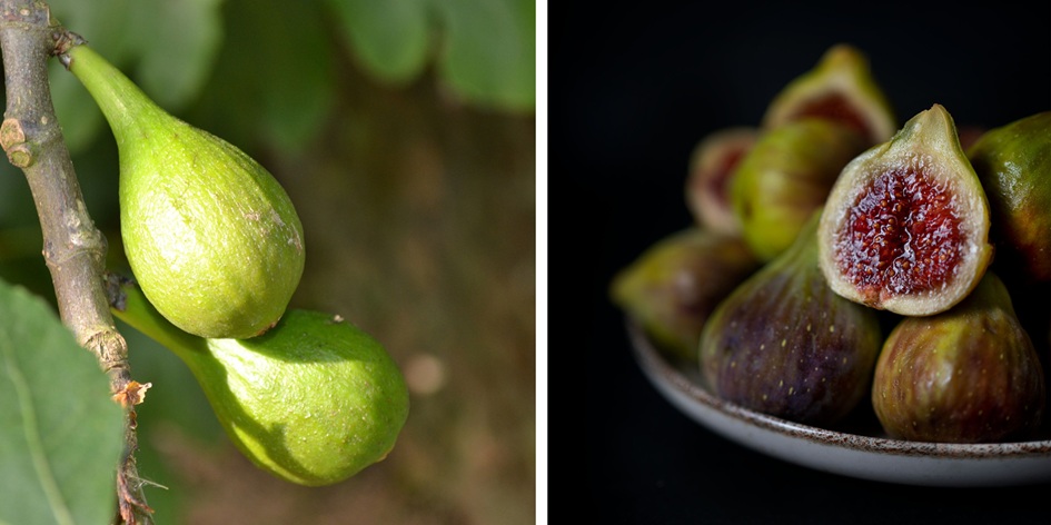 What Is Fig Milk