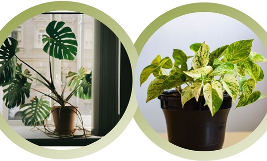 Best Indoor Plants in California
