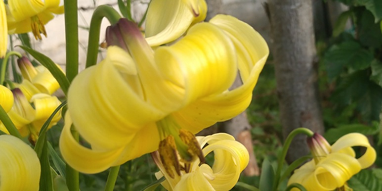 Blooming Plants