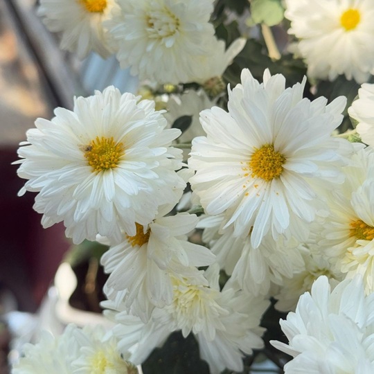 Do you give flowers after surgery?
