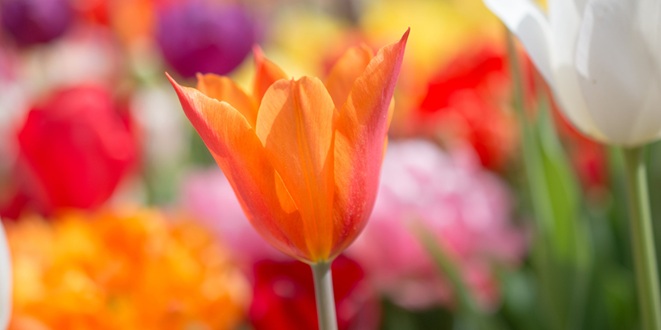Flowers You Can Grow at Home in May (Indoor-Friendly Guide)