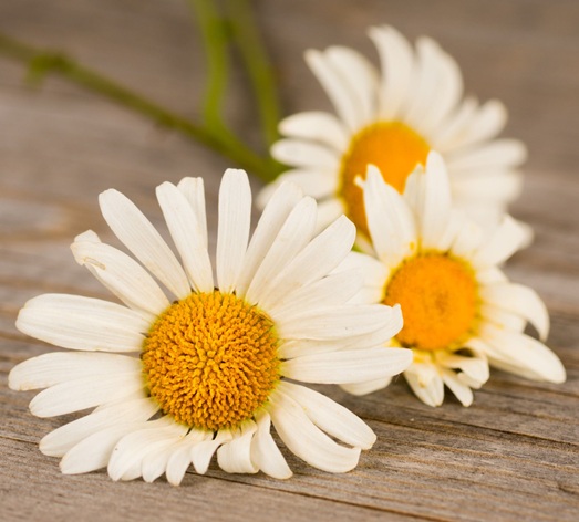 Garden indoor flowers in May