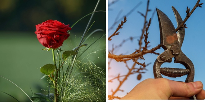 How to Prune Roses in Early Spring