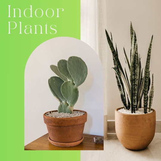 Indoor Plants